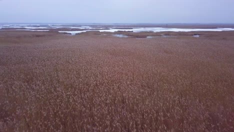 aerial view of frozen lake liepaja during the winter, blue ice with cracks, dry yellowed reed islands, overcast winter day, drone shot moving forward over the fields of reeds