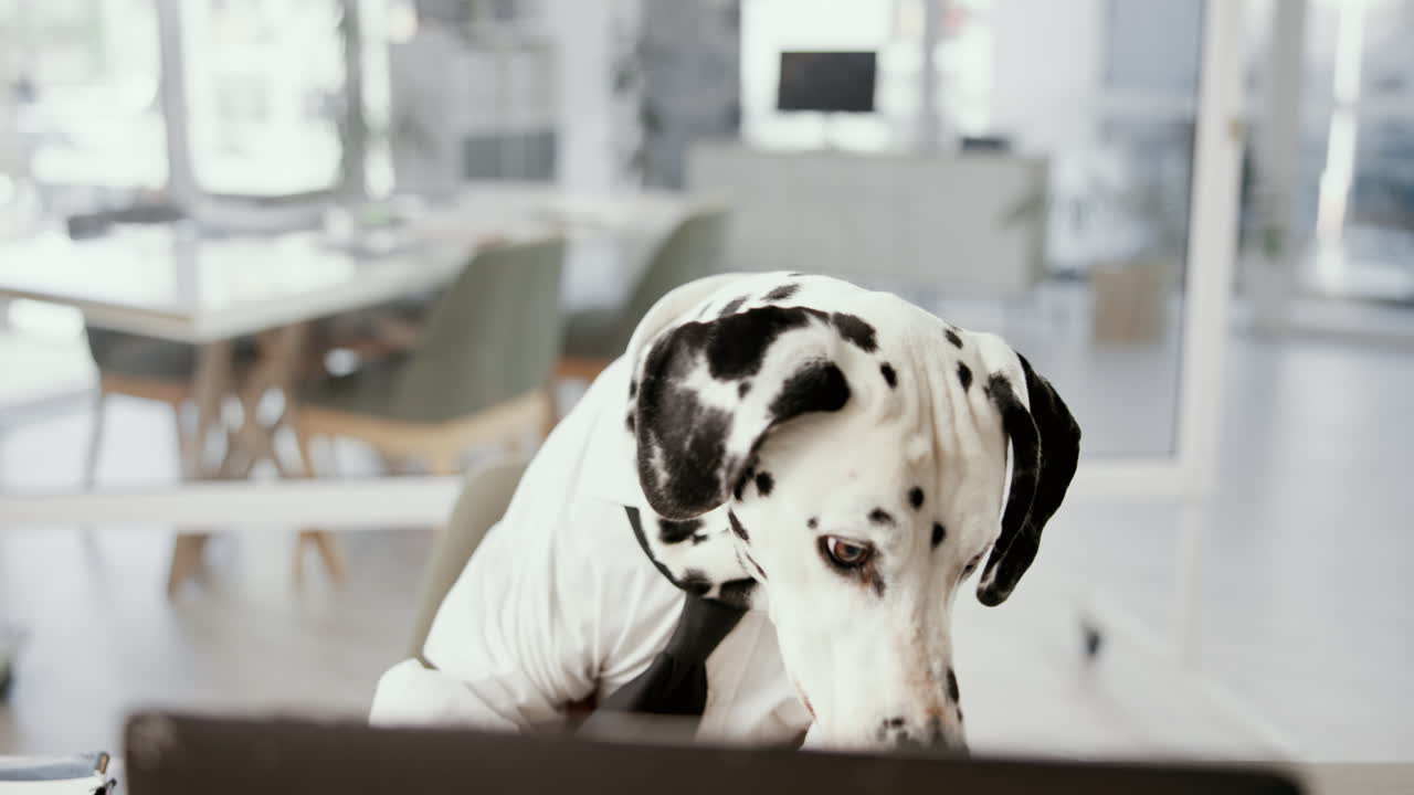 Dalmatian dog in office attire