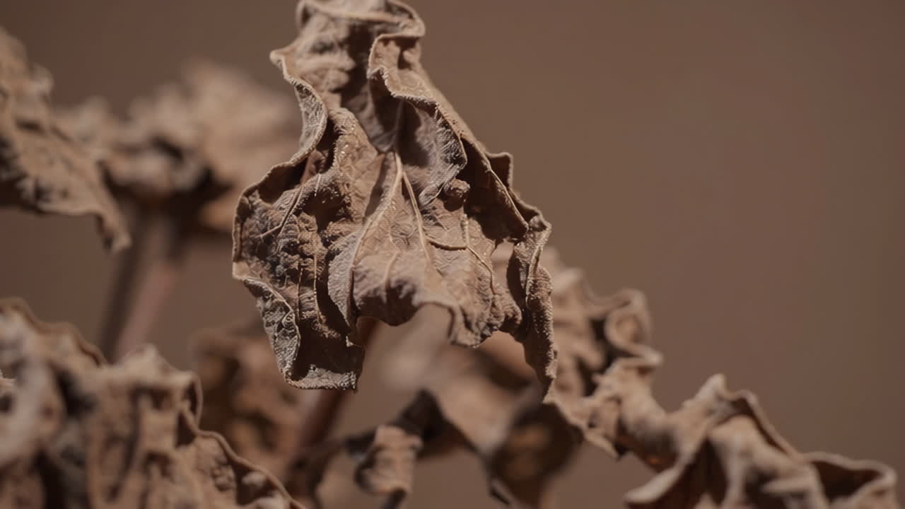 Close-up of Dried Brown Leaves