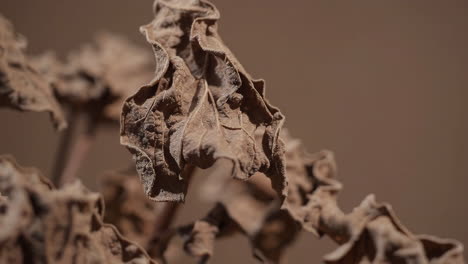close-up of dried brown leaves