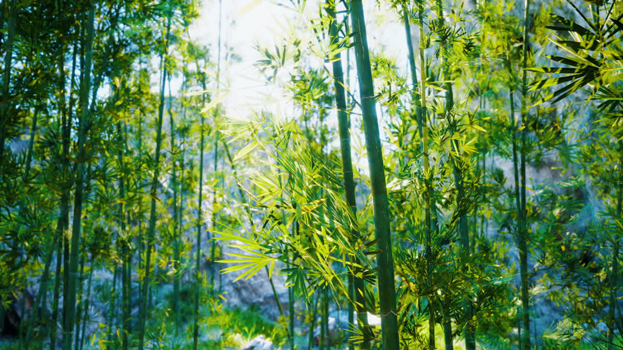 빛 이 울창 한 대나무 숲 을 가로질러 필터링