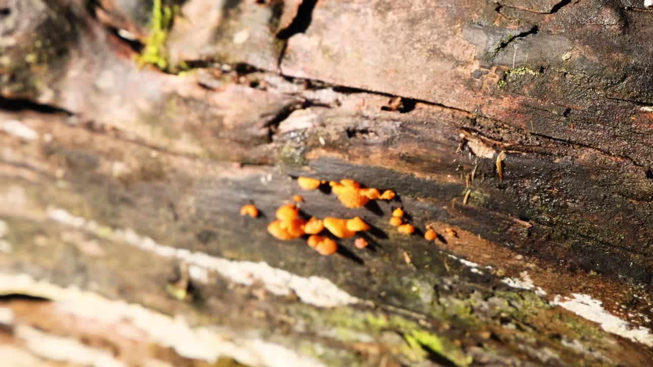 primer plano de hongos naranja en un tronco