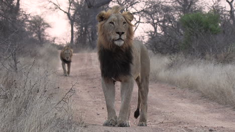 Una-Foto-épica-De-Un-León-Macho-Erguido-En-Un-Camino-De-Tierra-Sinuoso-En-El-Interior-De-África-Mientras-Otro-León-Se-Acerca