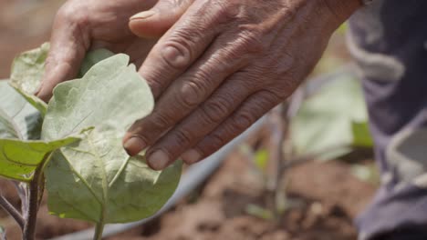 agricultor limpiando e inspeccionando las hojas de la planta de rábano crudo fresco cultivado en el campo