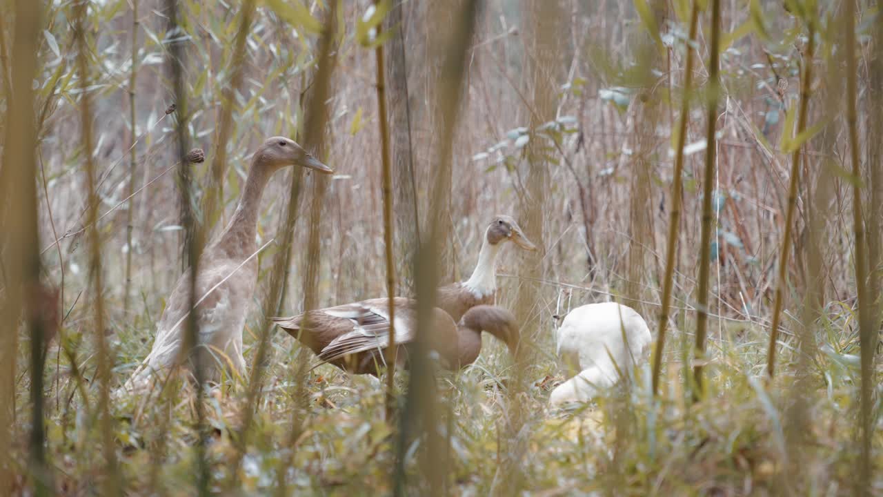 Indian Runner ducks move in harmony through dense bamboo in search of slugs.