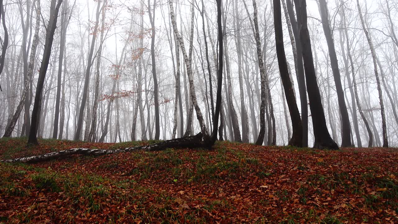 Fog in the forest. Shooting in the fall