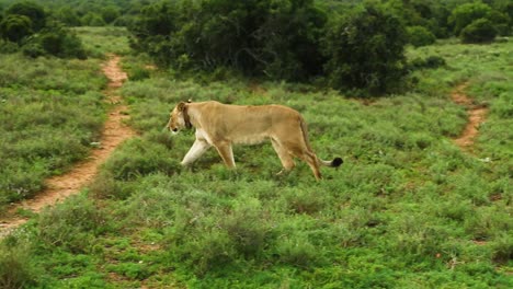 Lion-lying-and-lioness-walking,-mating-couple-of-feline-animals-held-in-captivity-at-a-green-exotic-savannah-nature-reserve-park