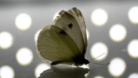 turntable shot of a butterfly standing on a reflective surface with dot pattern in the background.
