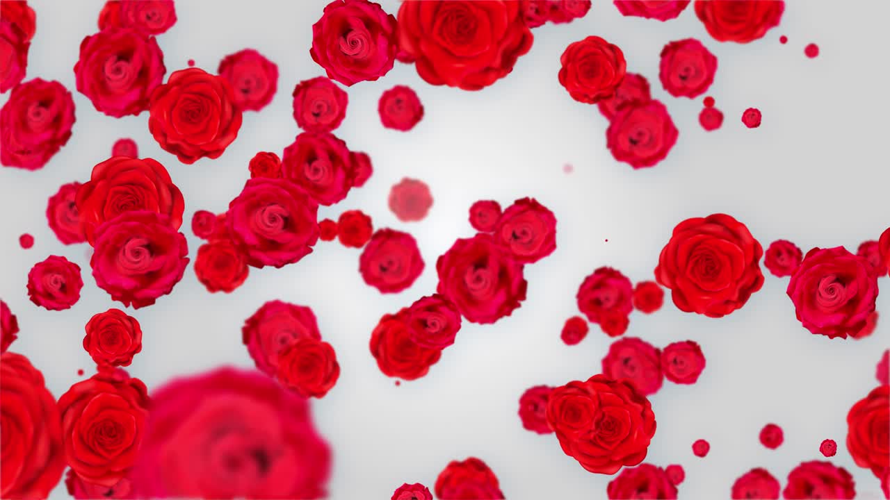 Red roses coastal scenery going inside elegant background animation this floral motion backdrop full