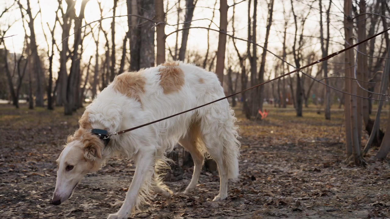 Due cani al guinzaglio camminano lungo un sentiero in un parco all'aperto, uno annusa il terreno mentre è tenuto dal proprietario. La scena presenta alberi spogli e foglie cadute sotto una luce naturale soffusa