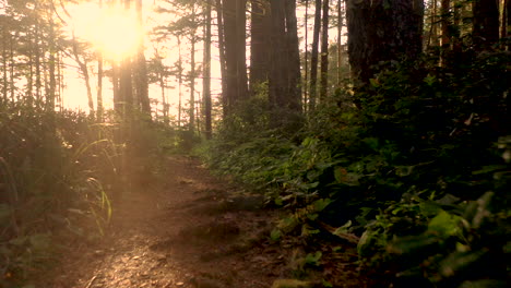 Drone-flying-very-low-over-a-backlit-forest-path