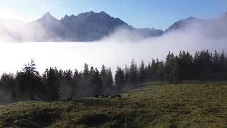 aerial view of cows grazing early morning in nature in alpine landscape of austria