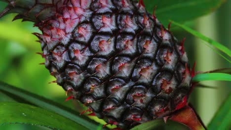 close up shot of pineapple fruit in a farm of rural bangladesh