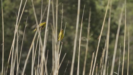 two weaver birds flying between reeds on a hot summers day