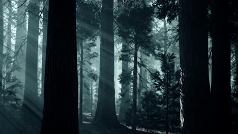 black tree trunk in a dark pine tree forest