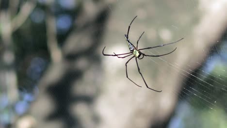 golden orb-web spider slowly inspecting its main web, mangrove forest, northern part of thailand