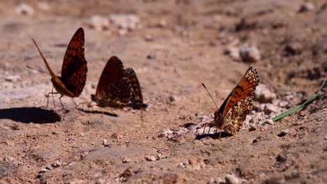 mariposas rojas y amarillas jugando en el suelo