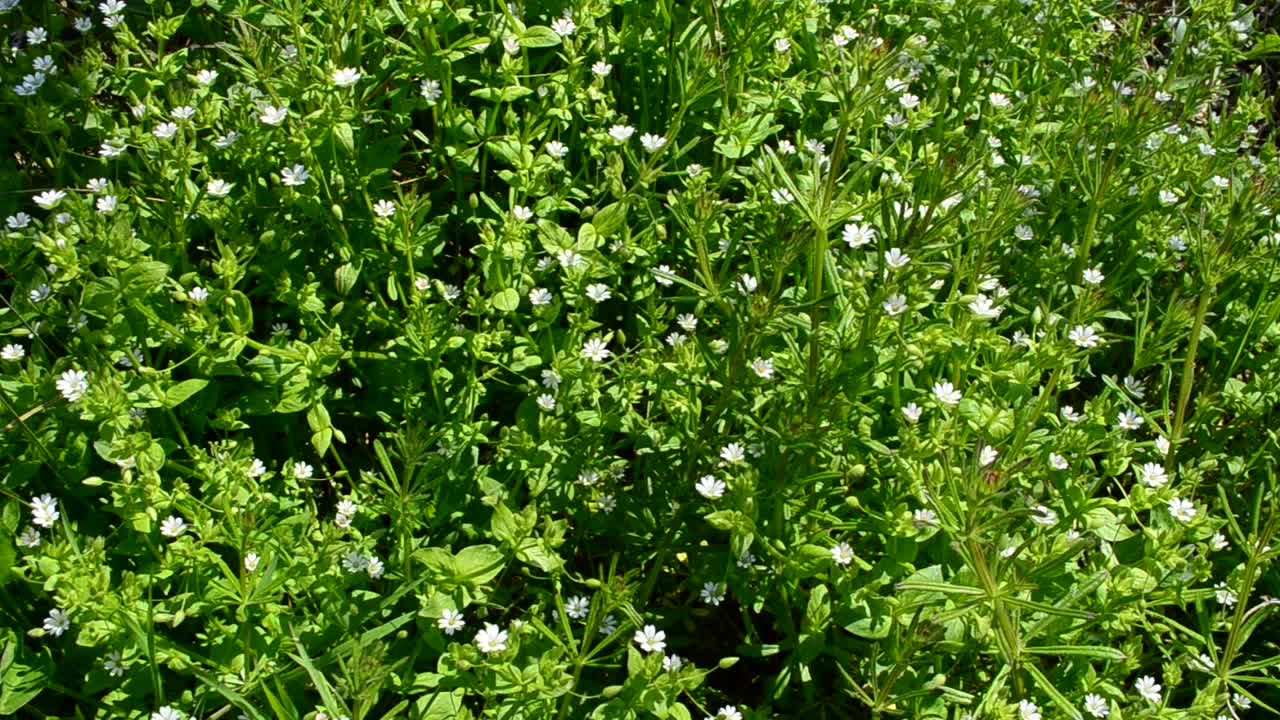 Grass and flowers in the wood. Shooting in April