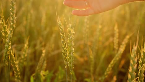hand holding wheat in a golden field at sunset