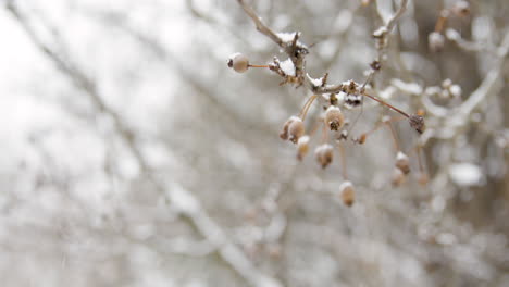 Rama-De-árbol-En-La-Nieve-Con-Bayas---Cámara-Lenta---02