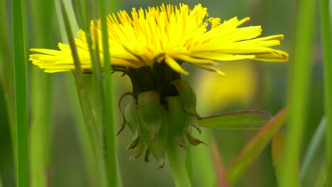 Close-macro-view-of-colorful-yellow-wild-flower-and-green-grass-in-england-uk-during-spring,-windy-day