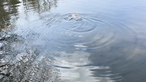 a frog floating and then swimming away in the pond