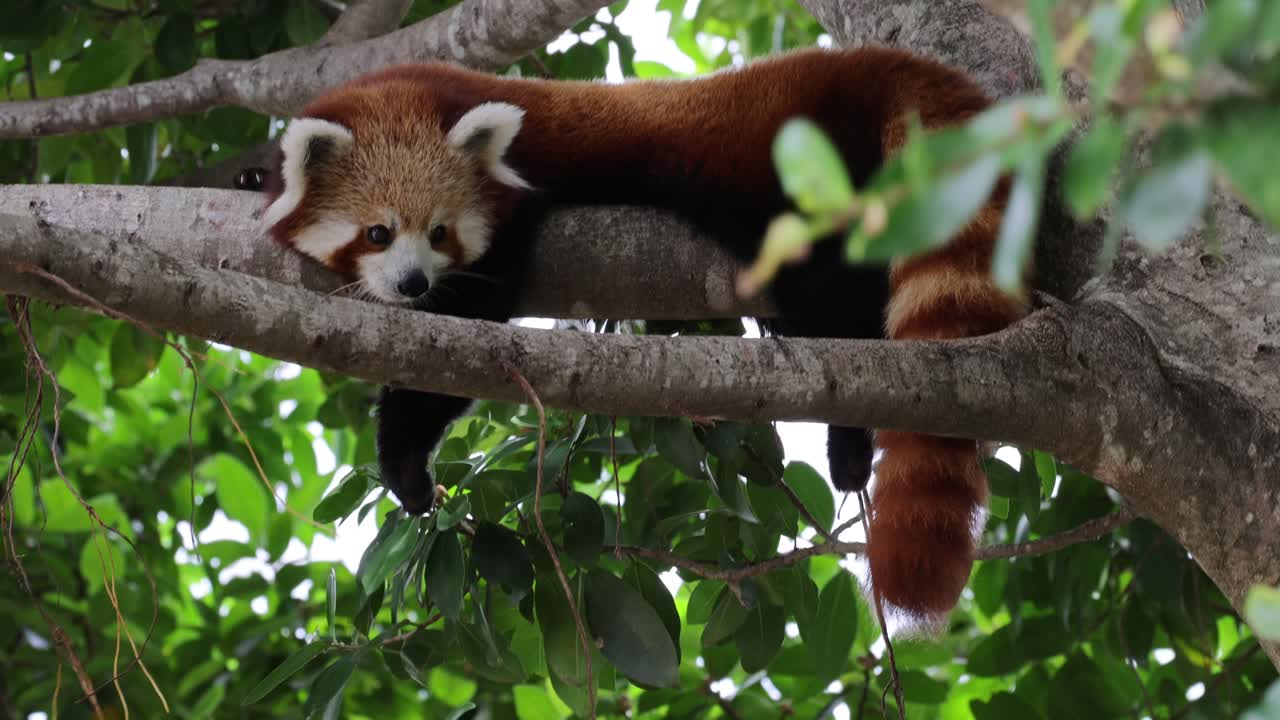 은 판다가 나무 위에 누워서 움직이고 있다