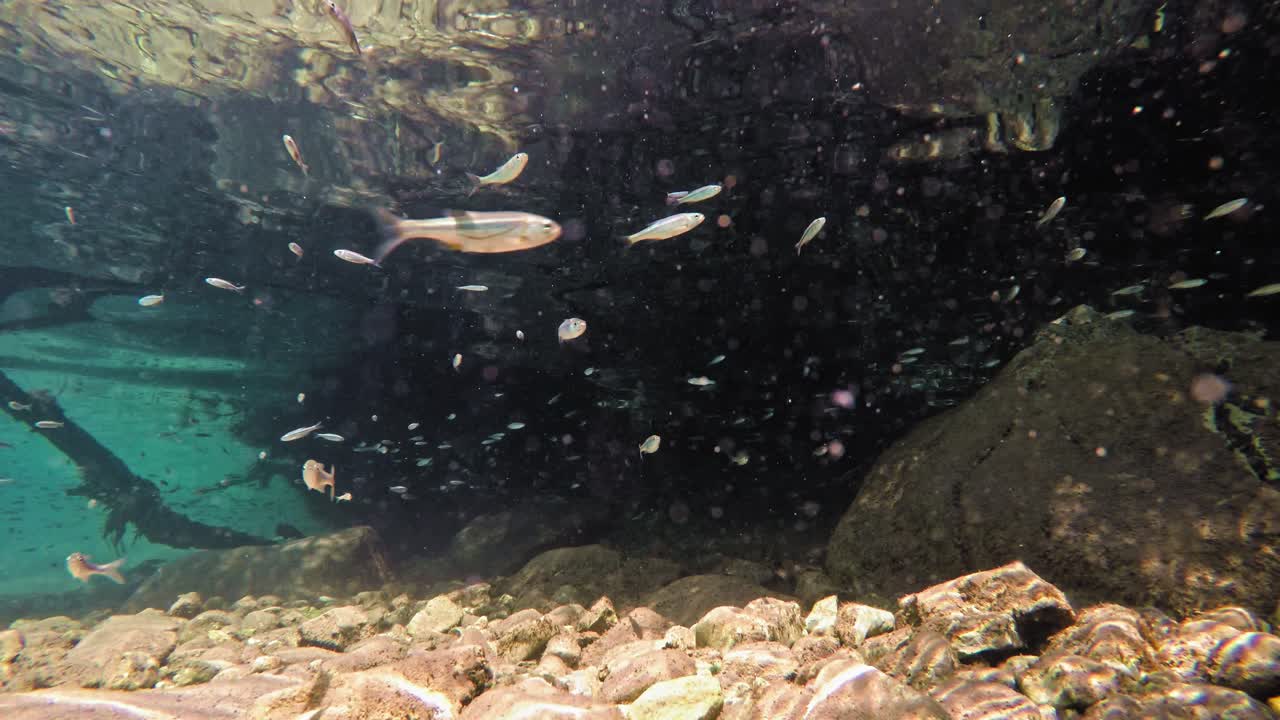 매우 맑고 투명하며 얕은 물에서 천천히 헤엄치는 물고기