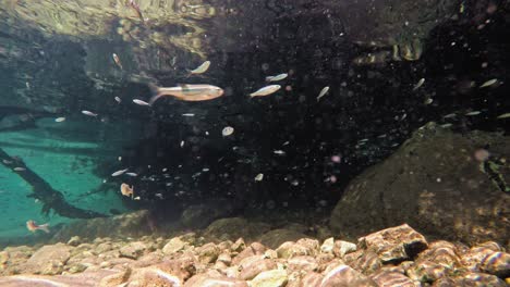 fish slowly swimming in very clear, transparent, shallow water