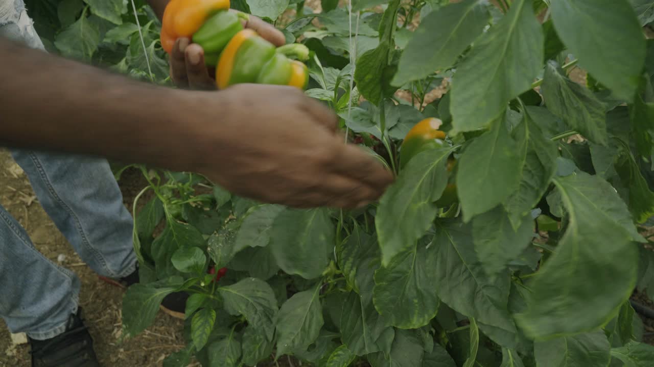 agricultor recogiendo pimientos colgando de una planta cultivo y cultivo de cultivos frescos y saludables
