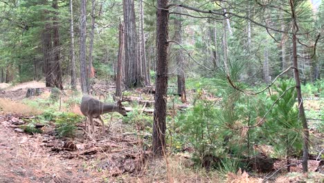 Una-Filmación-De-Cerca-De-Un-Ciervo-Joven-Que-Busca-Comida-En-Su-Entorno-Natural