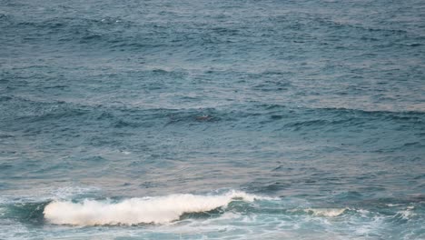 Flossen-Von-Delfinen-Schwimmen-über-Dem-Meer-Mit-Rauen-Wellen