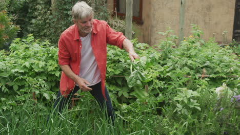 senior caucasian man harvesting and working alone in garden