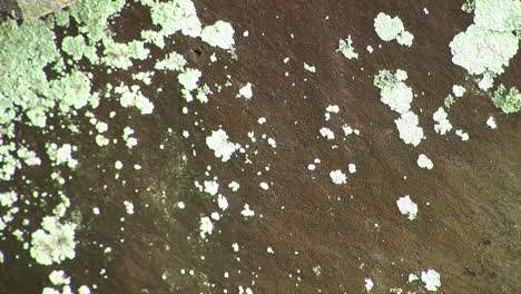 patches of foliose lichen on the surface of a rock