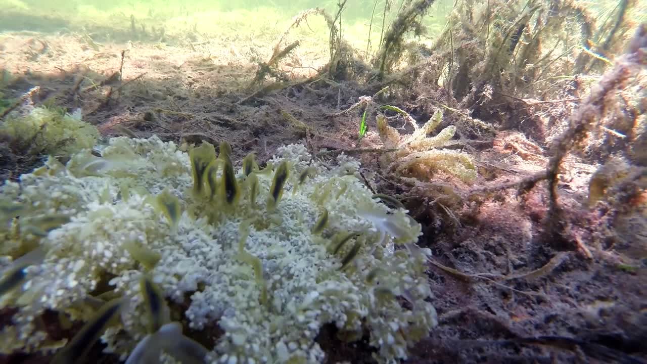 이끼 낀 해저의 수중 전망