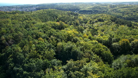 lush green forest canopy from above, showcasing nature's texture