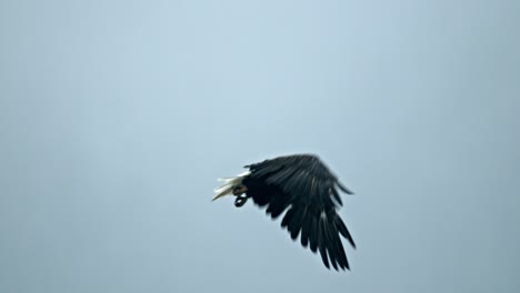 bald eagle flying under sky, slow motion full frame