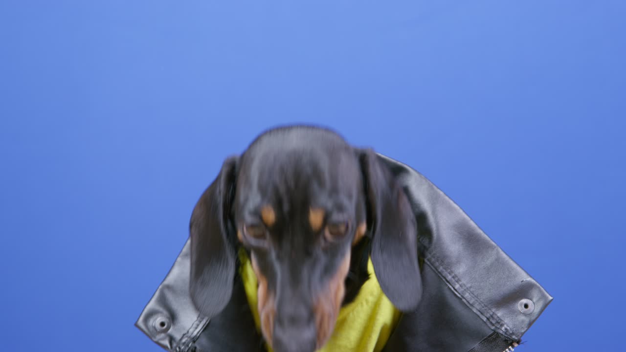 Hungry cute dachshund puppy in leather jacket obediently sits, waiting patiently and licks its lips in anticipation of food, blue chromakey on background, studio shooting