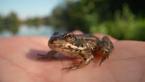 small young brown frog relaxing and taking sunbath on hand of person during sunset - blurred lake pond in background - macro close up portrait