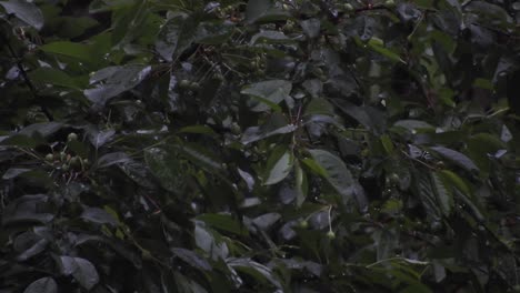 Heavy-rain-over-tall-green-trees