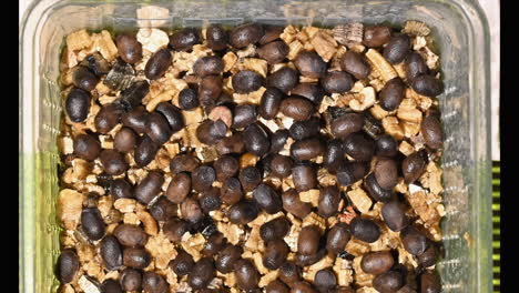 timelapse, phasmids eggs on a vermiculite substrate, a baby insect goes out of the egg an walks in the box