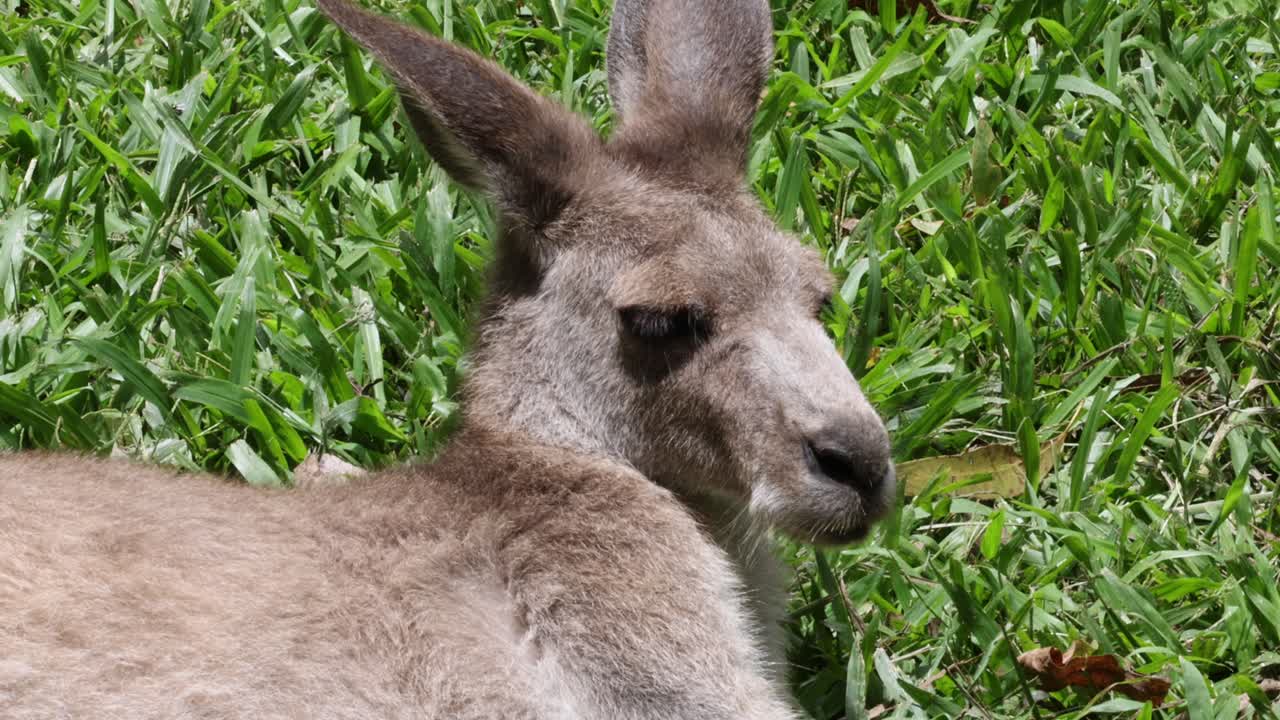 primer plano de un canguro descansando en la hierba