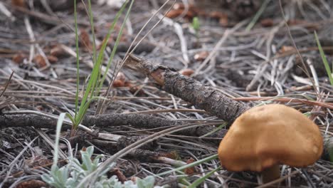 tilting view of a surprise webcap cortinar in a pine needle-covered ground