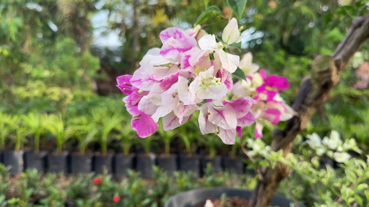 Fiori di Bougainvillea rosa e bianchi vivaci che ondeggiano delicatamente
