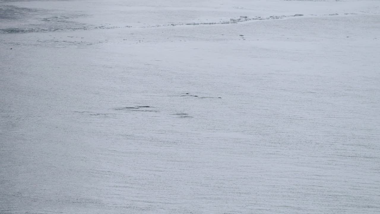 Large Group Of Gentoo Penguins Swimming Near Danco Island In Antarctica. Aerial Shot