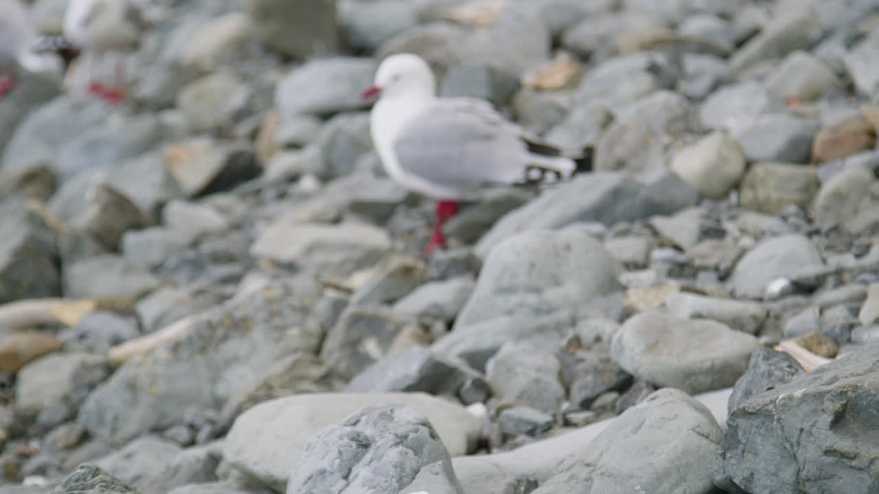 Closeup of a seagull standing on a rock before is flies away