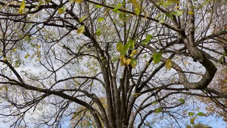 tree shedding leaves in a city park