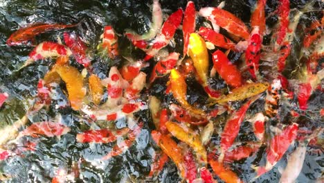 Draufsicht,-Schöne-Viele-Koi-Oder-Ausgefallene-Karpfenfische,-Die-Im-Gartenteich-Schwimmen