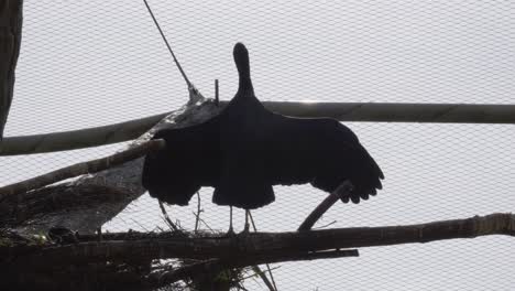 Un-Cormorán-Se-Posa-En-Una-Rama-Con-Las-Alas-Extendidas,-Tomando-El-Sol