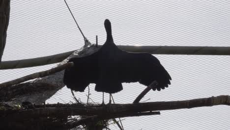 a cormorant perches on a branch with outstretched wings, basking in the sunlight
